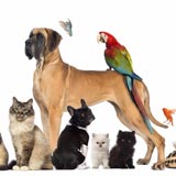 Pet Zone